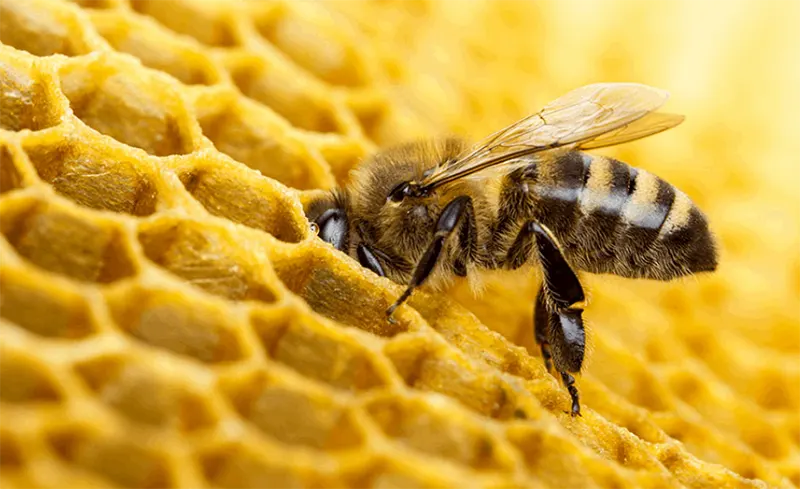 perfectpur und die Bienen